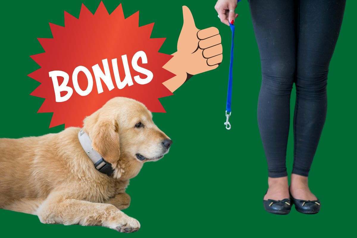bonus adozione cani